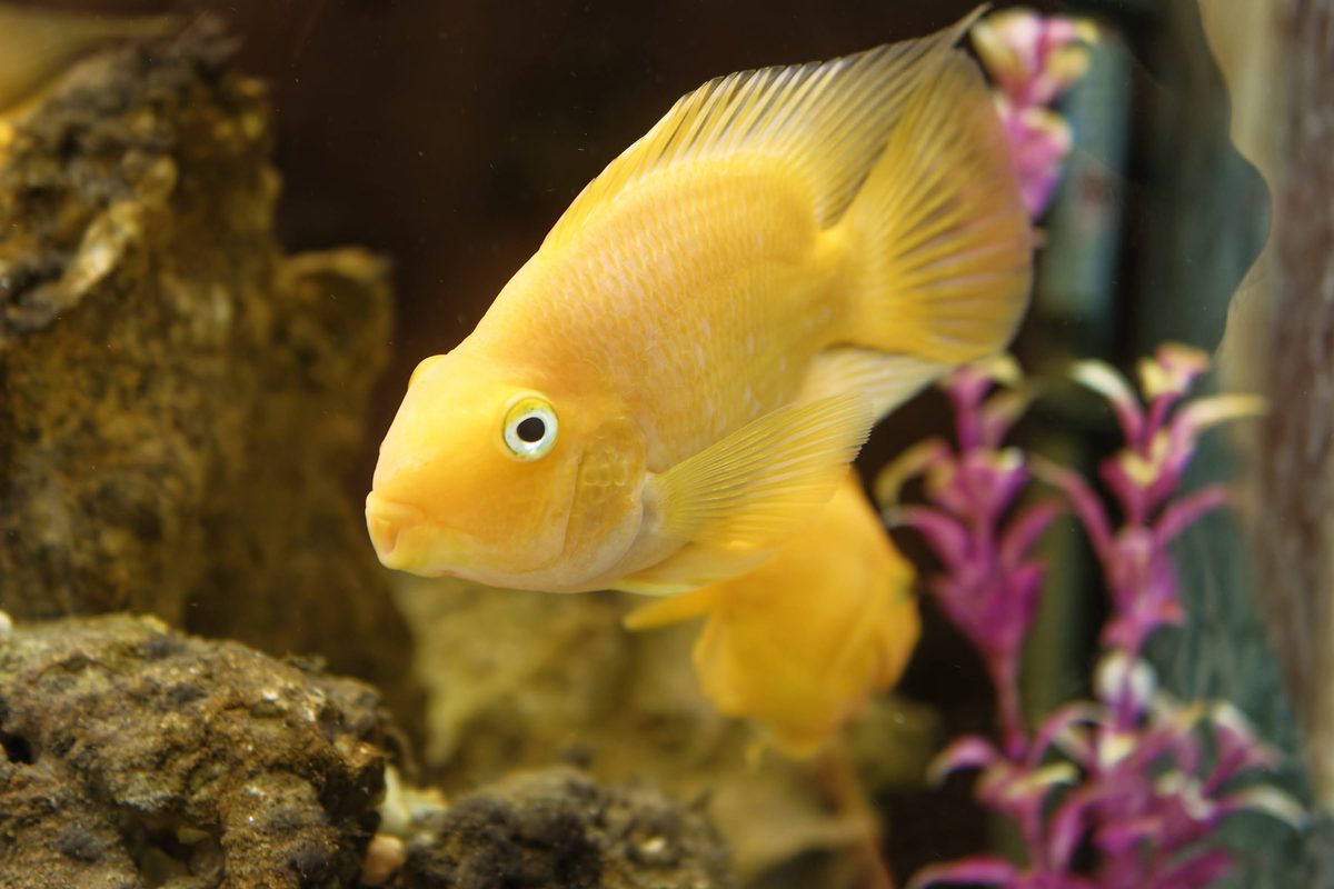 Golden Mahseer conservation hatchery