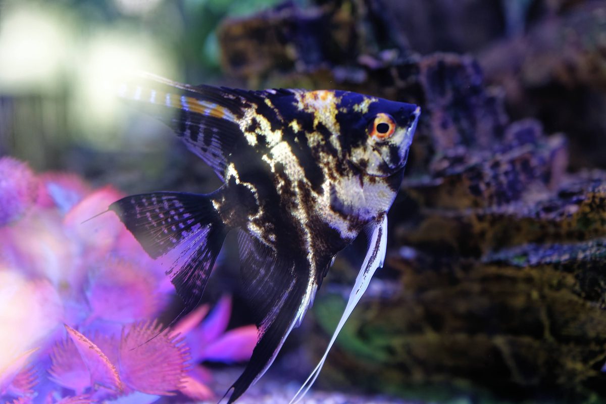 Indigenous fish fingerling research