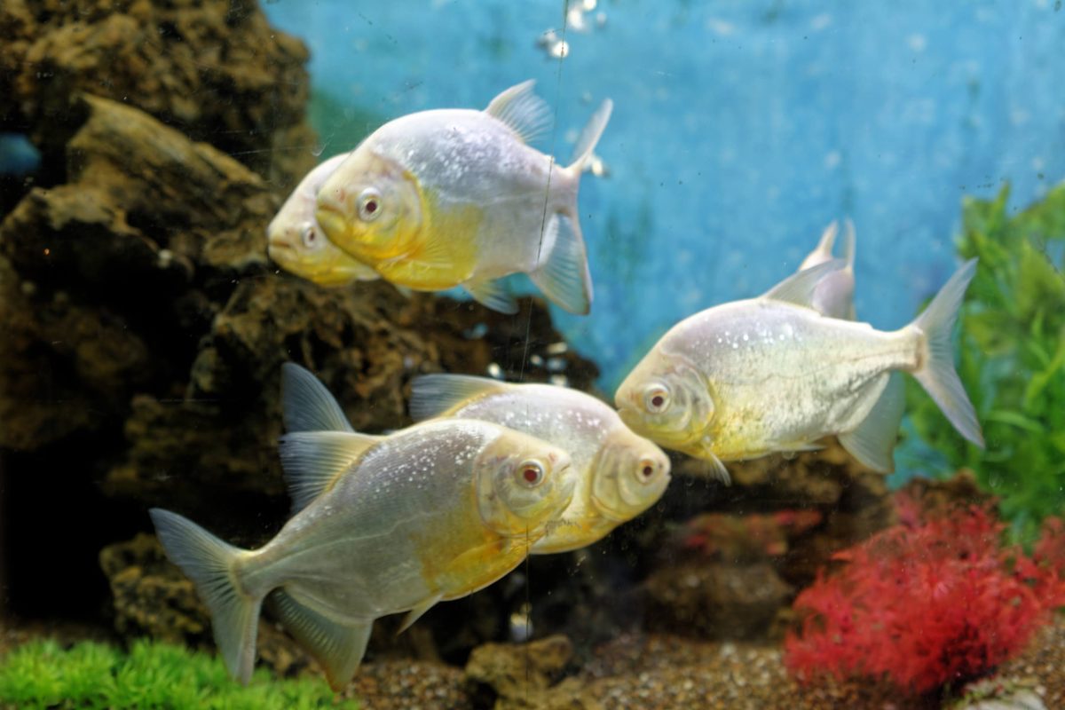 Recirculating aquaculture filter inspection