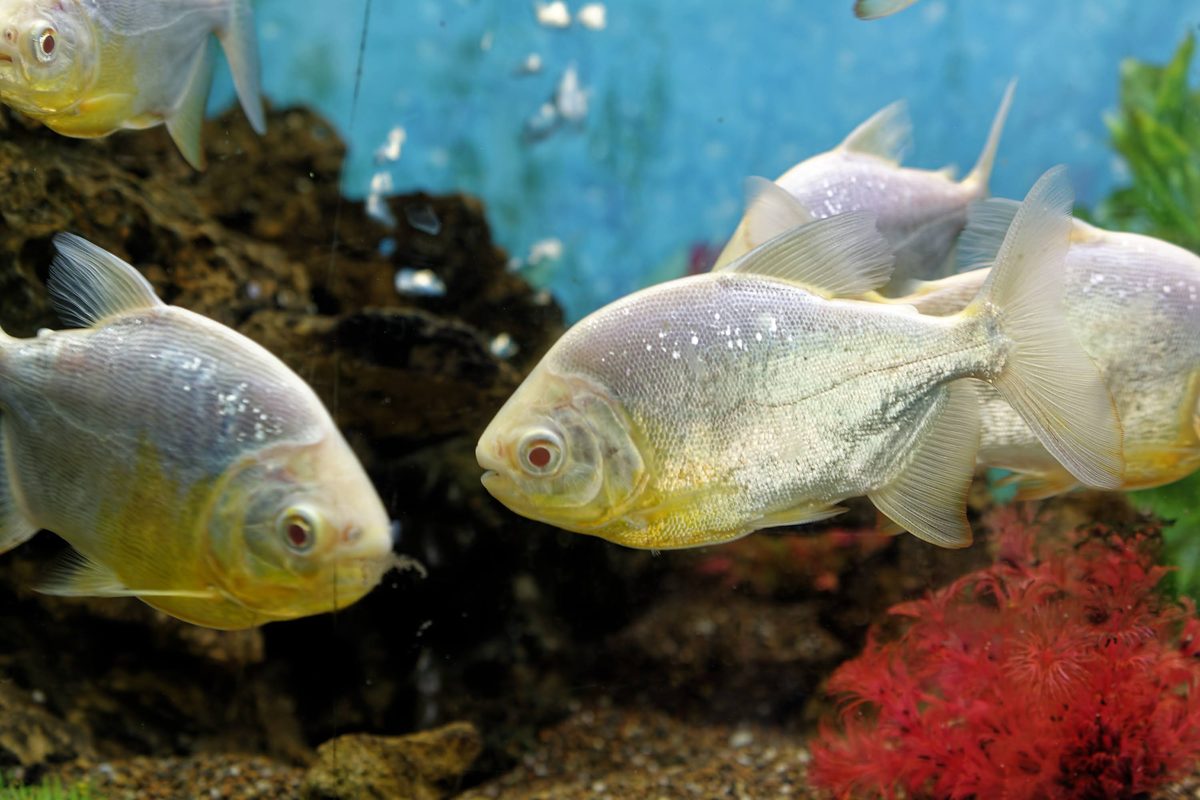 Aerated fish rearing tank logistics