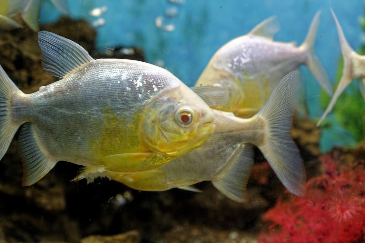 Aquaculture site oxygen level verification
