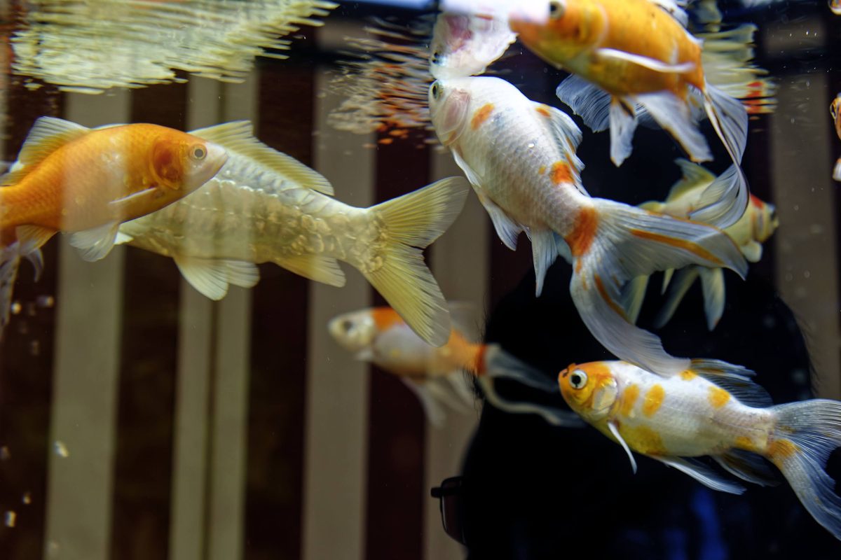 Water temperature logs for Snow Trout breeding