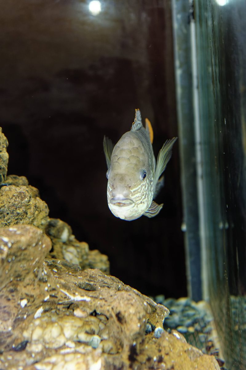 Active flow-through fish raceway system