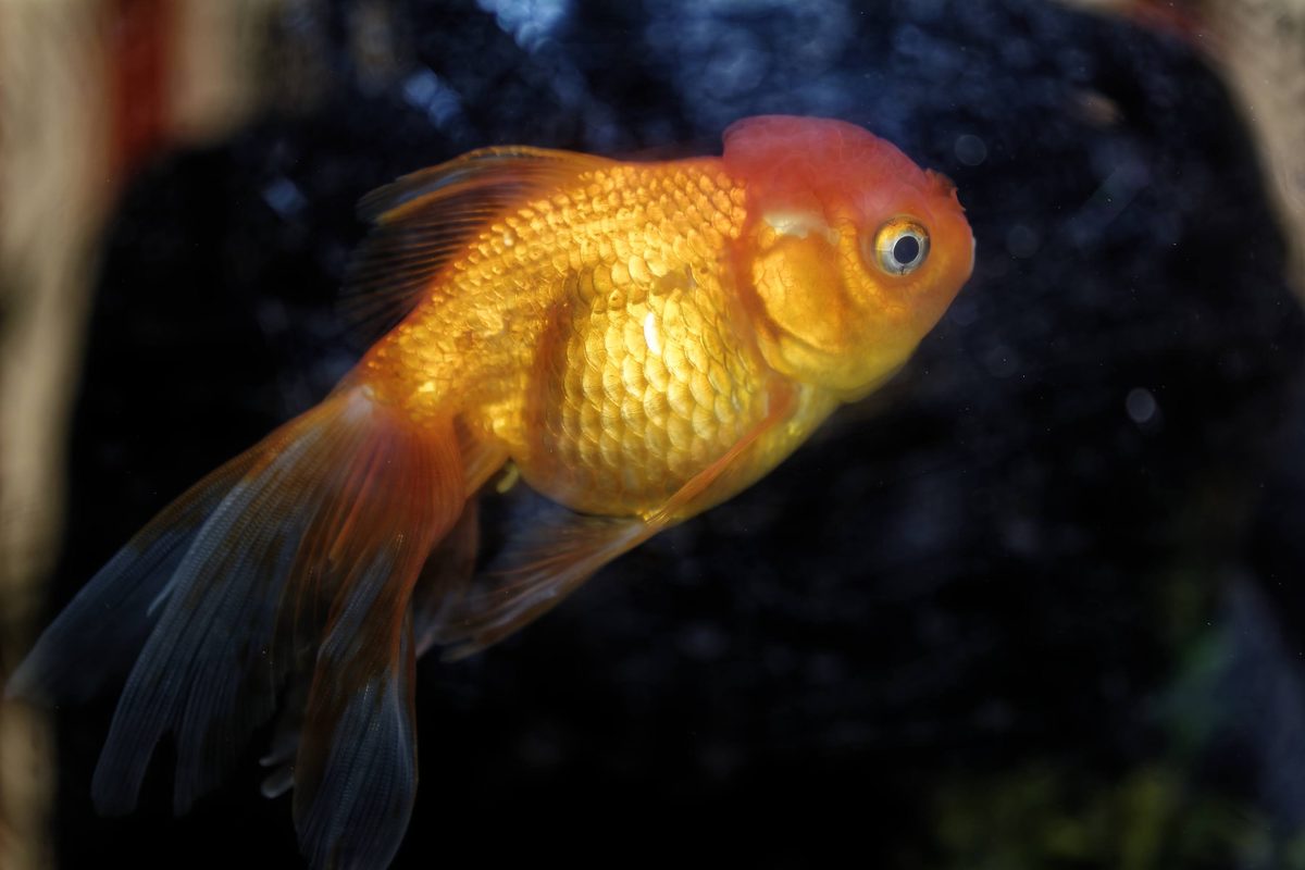 Freshwater hatchery biological observation