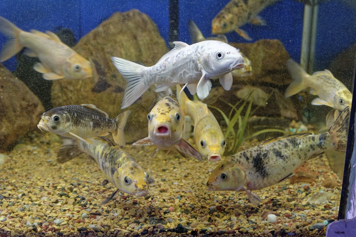 Aquaculture pond sedimentation control system