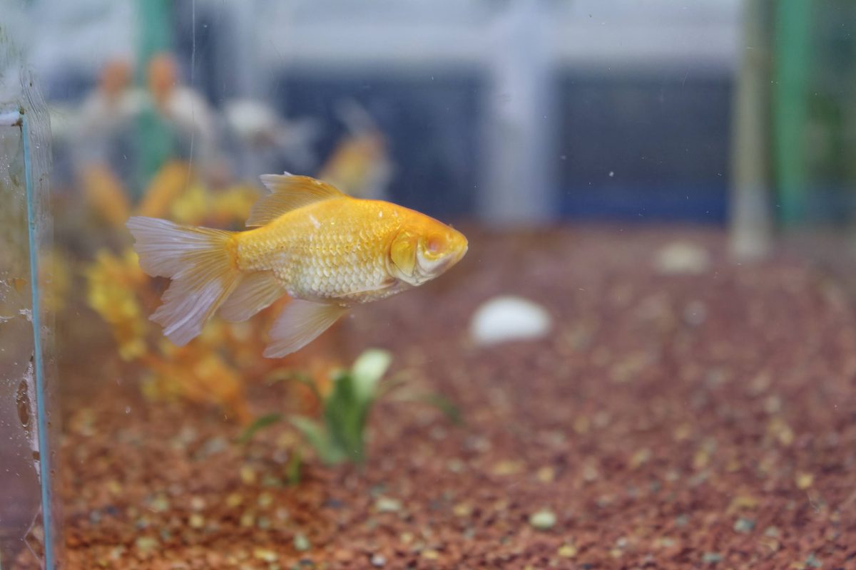 Golden Mahseer conservation project release site