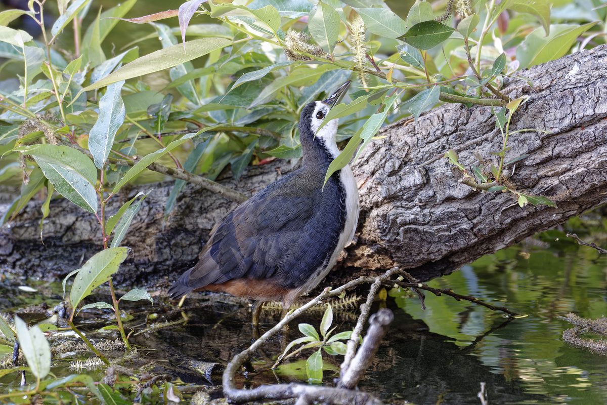 White-breasted Waterhen