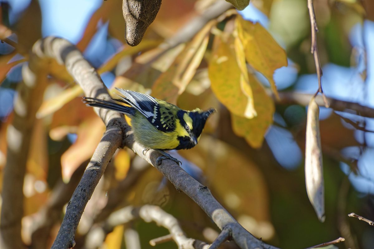 Black-lored Tit