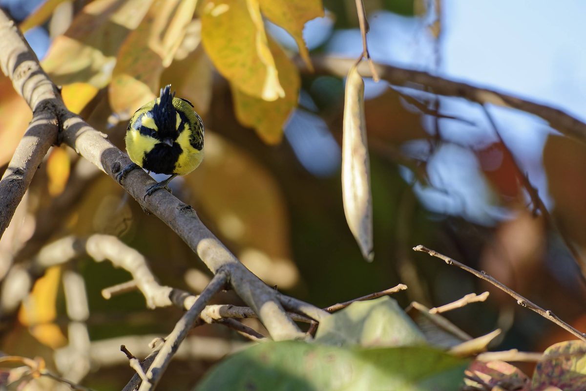 Black-lored Tit showing distinct crest and crown details