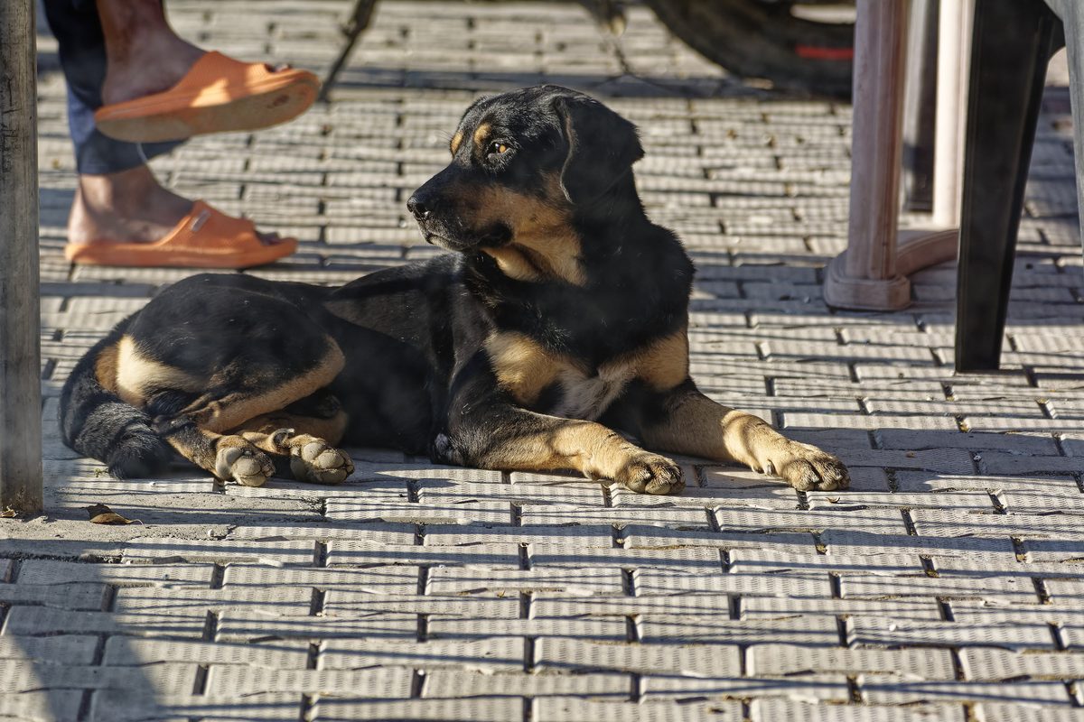 Alert guard dog companion keeping watch near village cottage