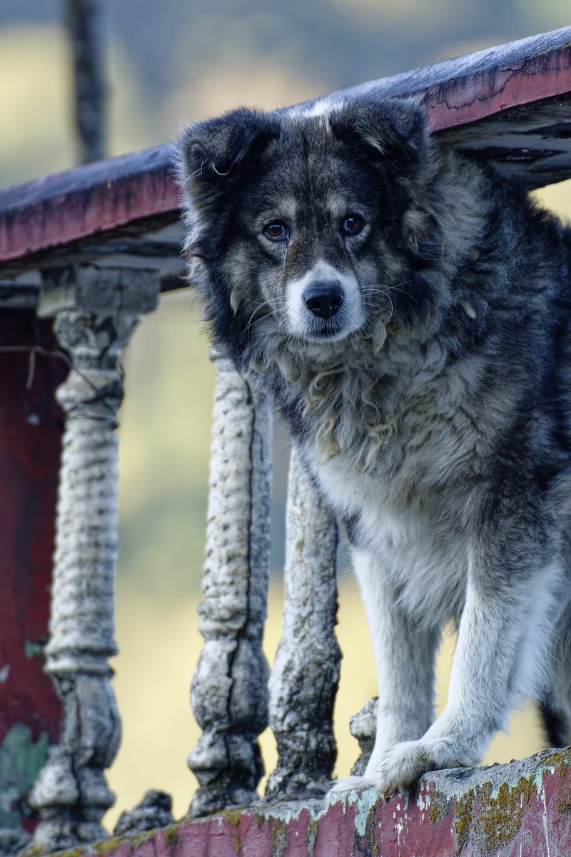 Alert village dog companion keeping watch on quiet mountain path