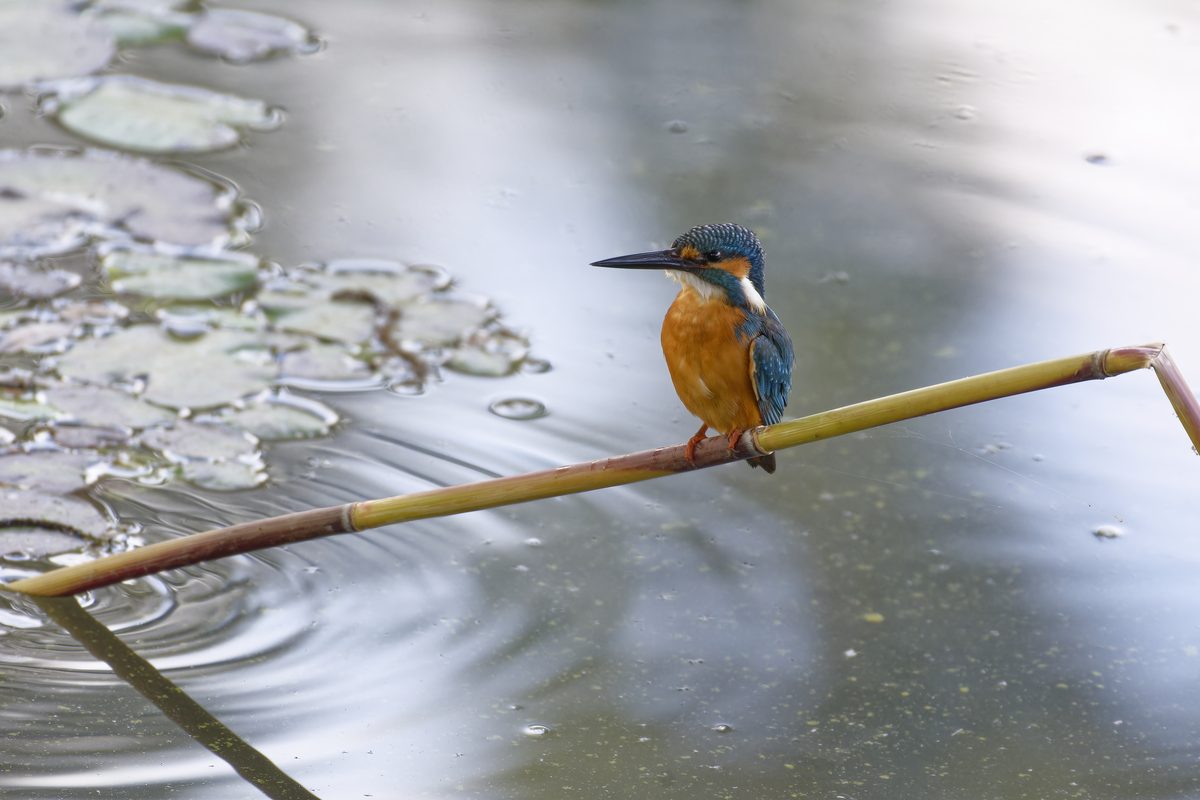 White-throated Kingfisher - Scouting for crabs from an exposed branch
