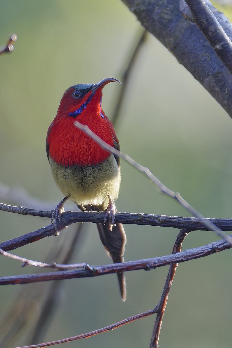Sunbird - Photo detail 2