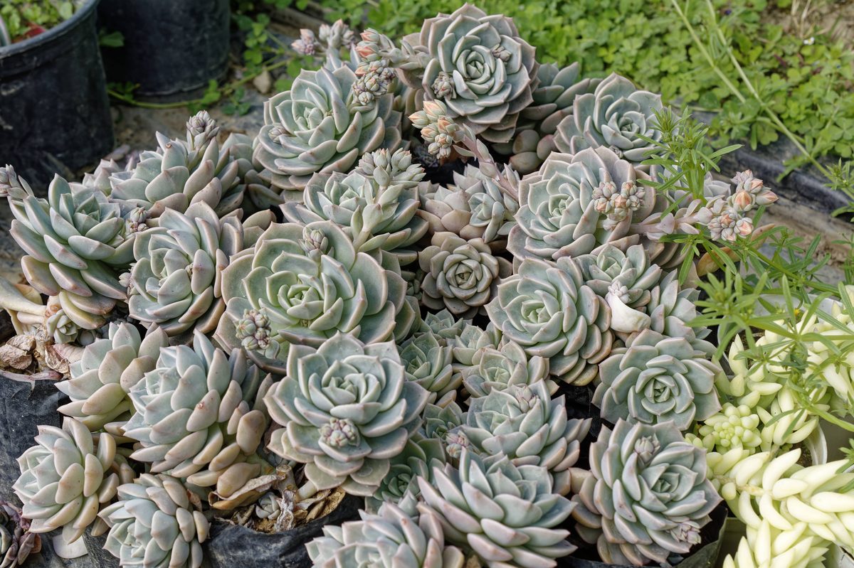 Thick paddle-shaped Sempervivum leaves detail