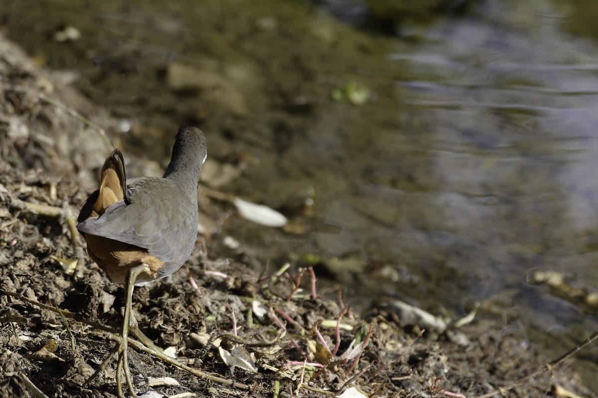 White-breasted Waterhen close-up field record