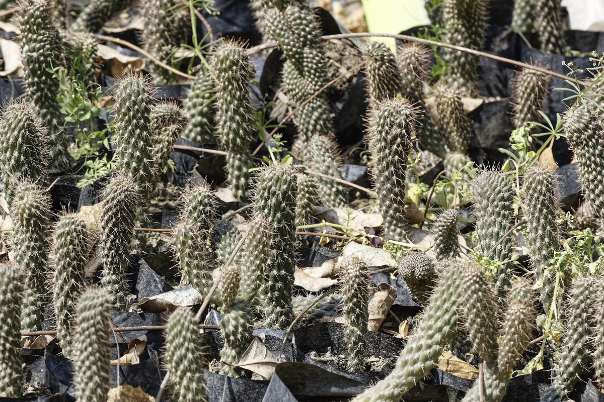 Himalayan Houseleek in Bhimtal habitat