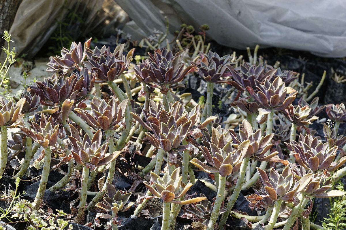Sempervivum with winter-reddened leaf tips