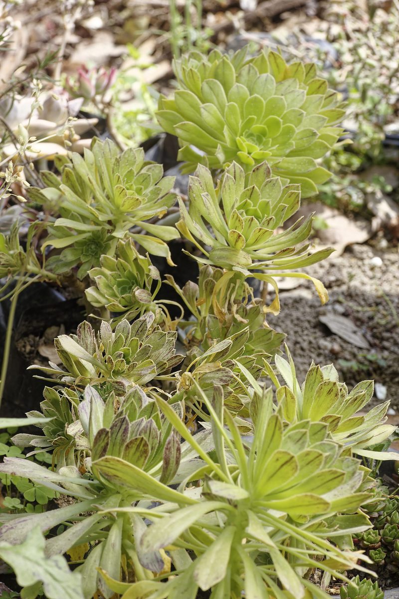 Sedum forming low-growing yellow-green carpet