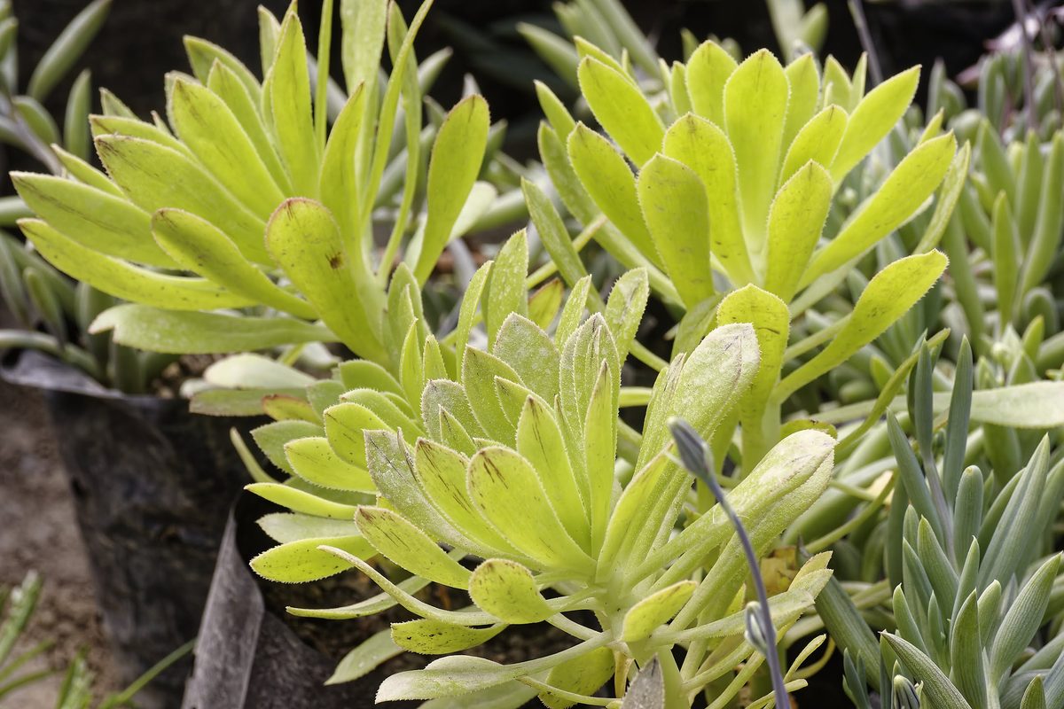Himalayan Stonecrop thriving in thin soil