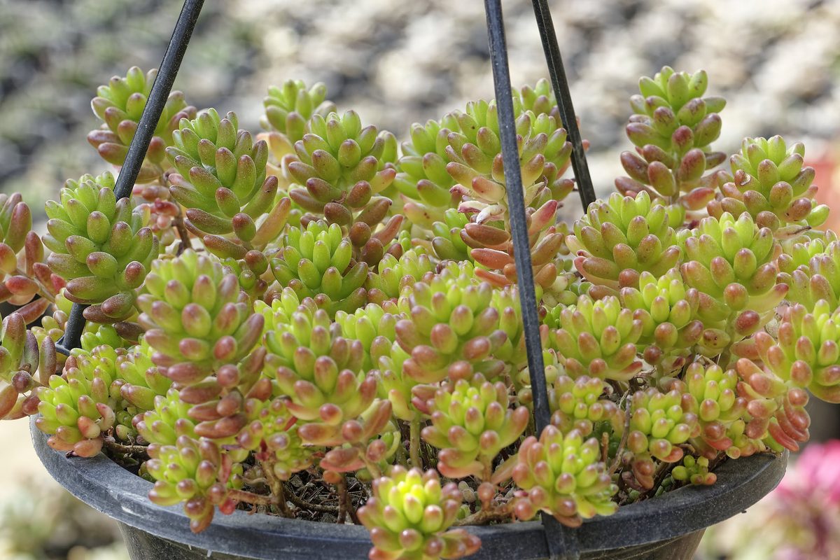 Fleshy succulent Sedum mats photographed in situ