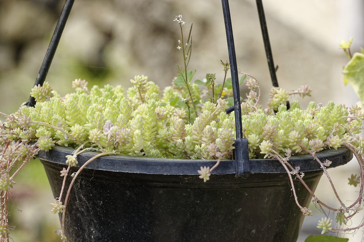 Sedum on Kumaon village stonewall