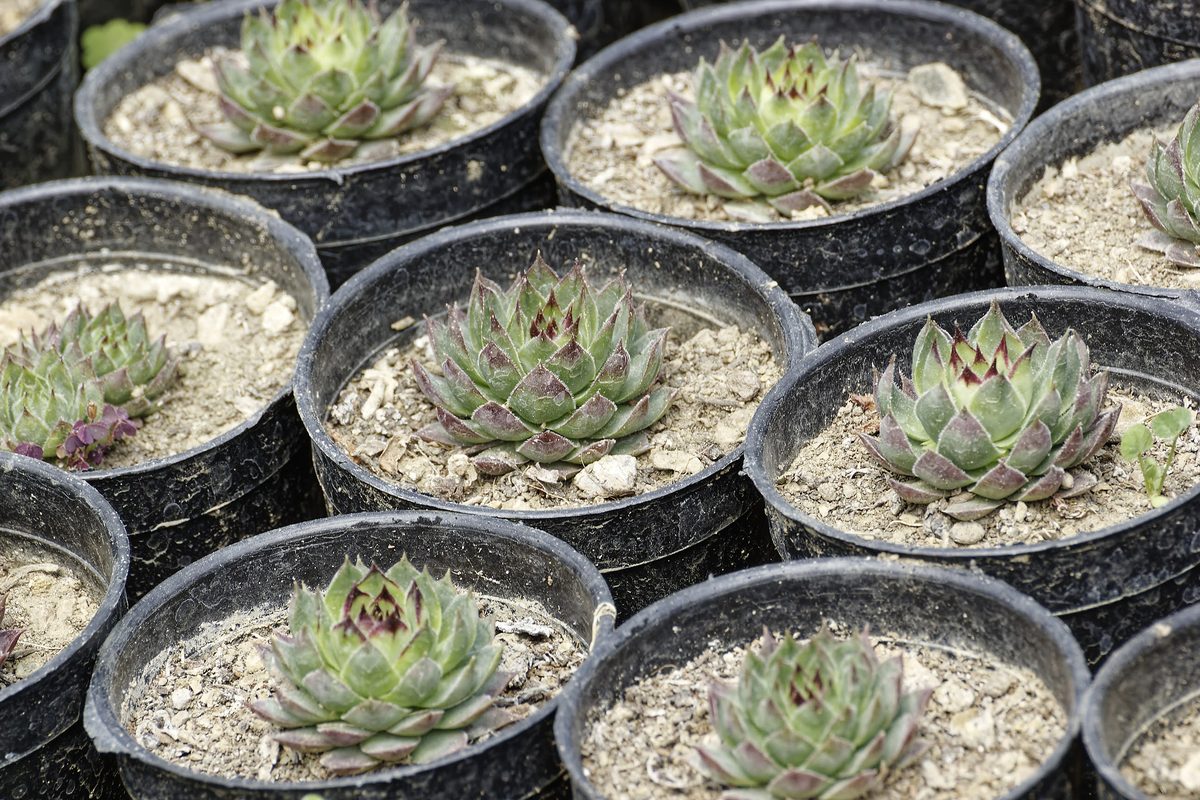 Houseleek on Naukuchiatal hillside rock face