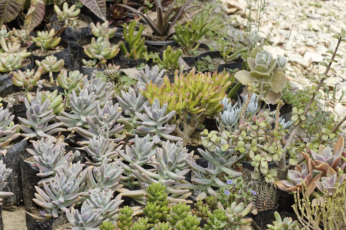 Compact Stonecrop rosette among pebbles