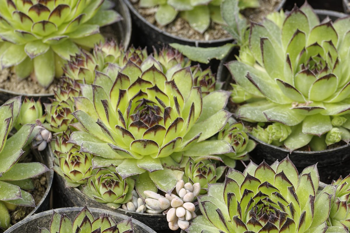 Sempervivum wheel rosette under afternoon light