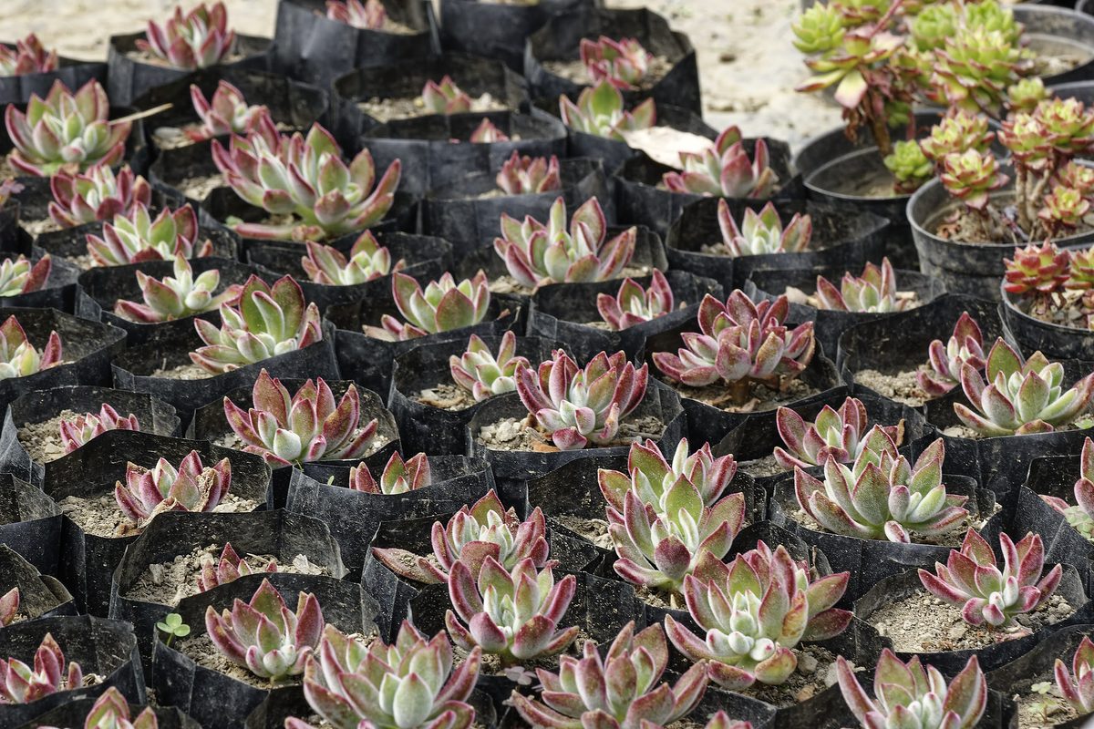 Houseleek growing in dry gravel terrain
