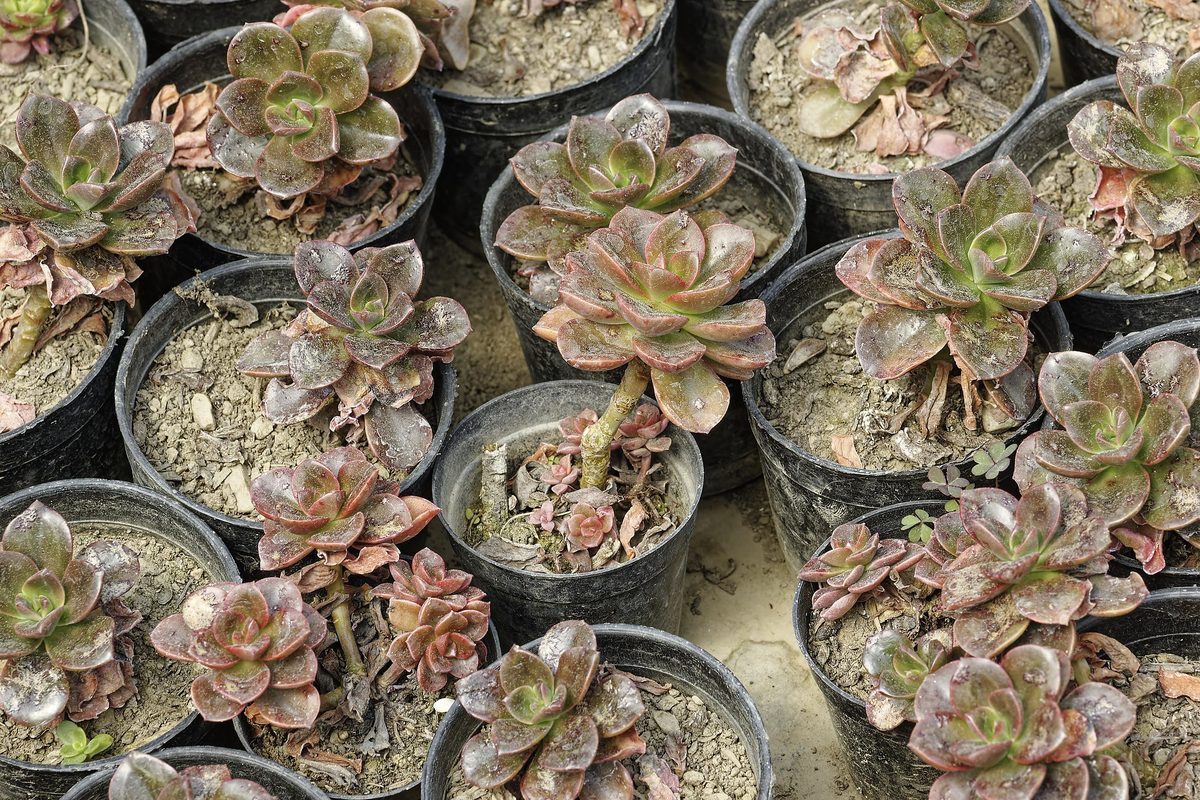 Himalayan Houseleek fleshy rosette with chicks