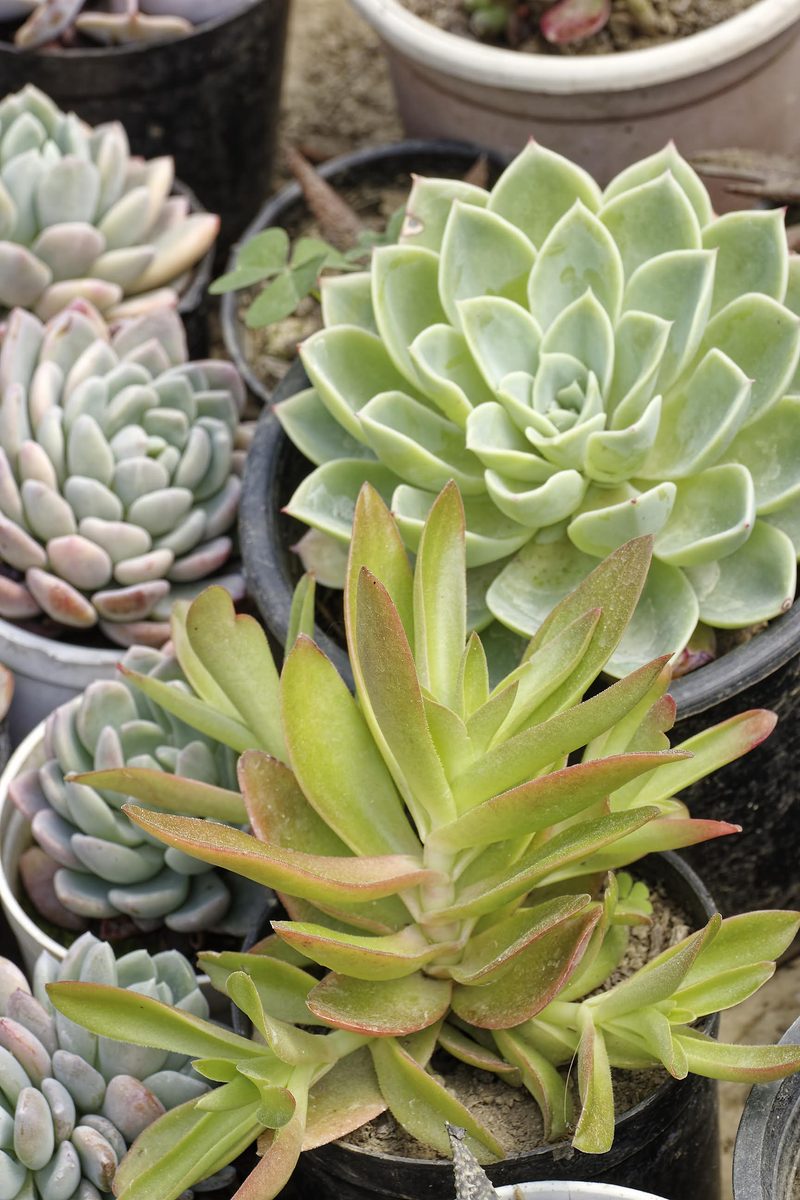Sempervivum colony on old village rooftop