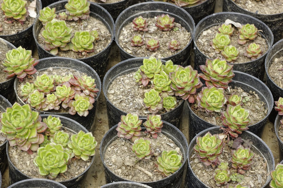 Tight concentric Houseleek rosette – purple leaf tips