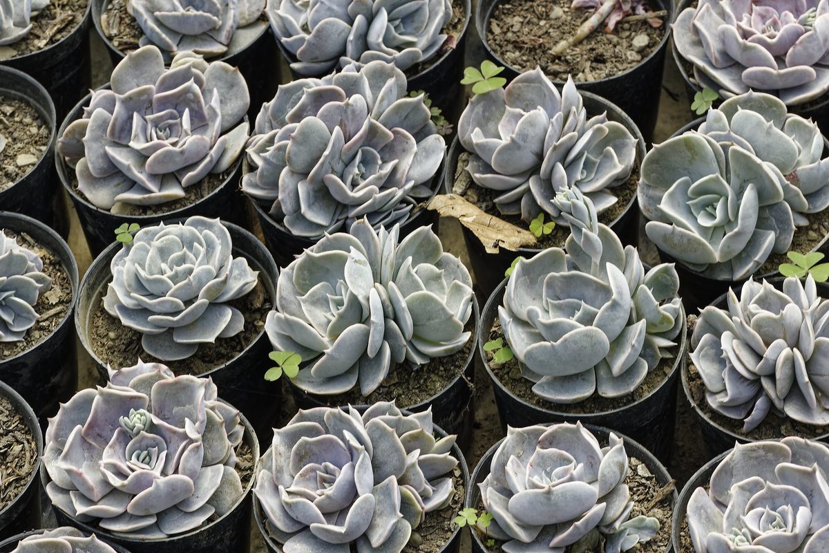 Sempervivum naturalised on granite boulder