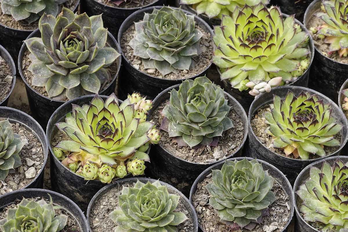 Sempervivum colony on Kumaon hillside stone wall